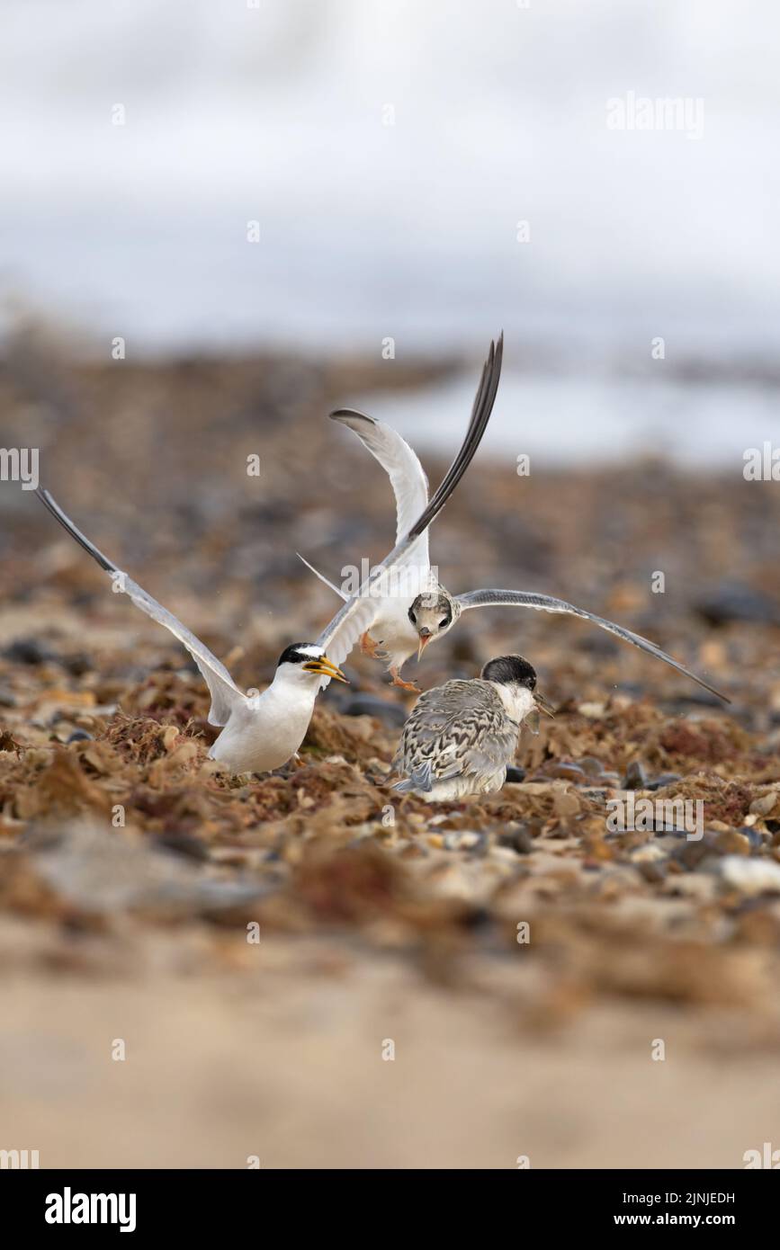 Little Tern (Sterna albifrons) jeunes qui s'écrasent au-dessus de la nourriture Winterton Norfolk GB UK août 2022 Banque D'Images