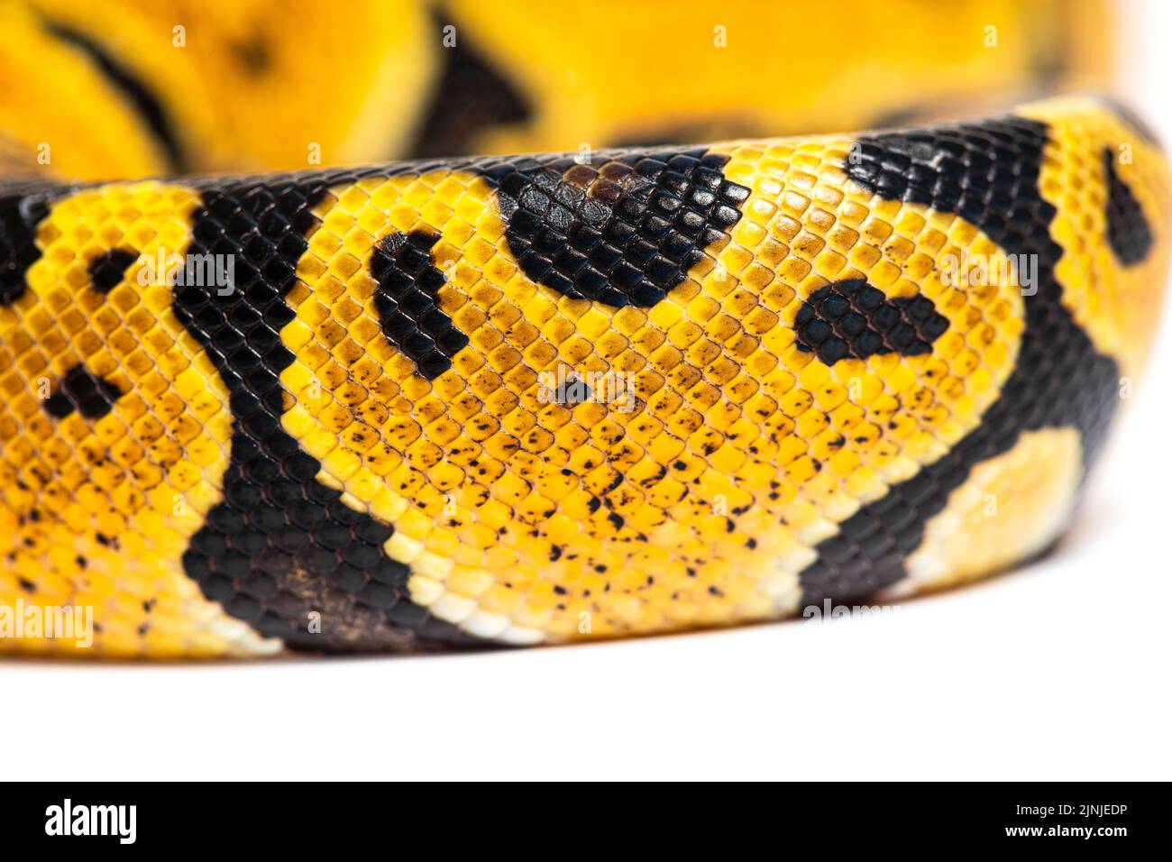 Macro de détail d'une balance python à boule pastel, Python Regius, isolée sur blanc Banque D'Images