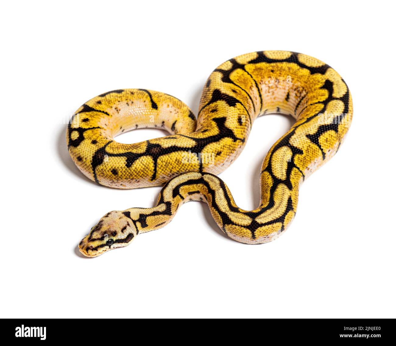 Bumblebee Python Regius, isolé sur blanc Banque D'Images