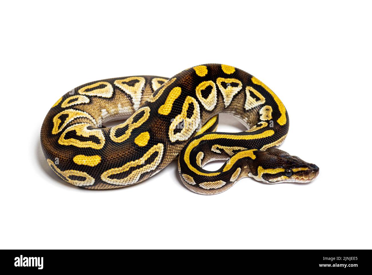 Pastel AVC ball python, Python Regius, isolé sur blanc Banque D'Images