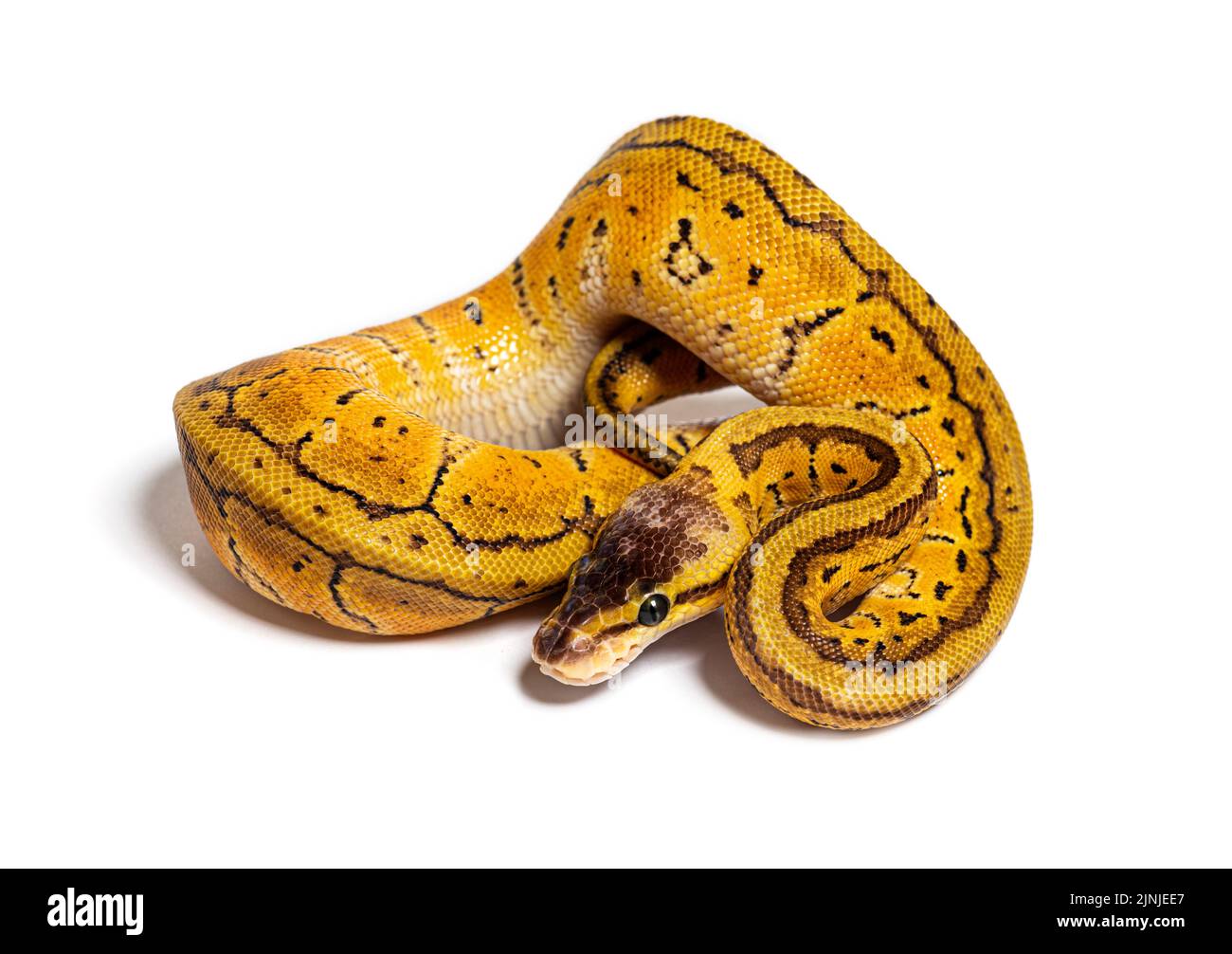 Python de boule de citron, python régius, isolé sur blanc Banque D'Images