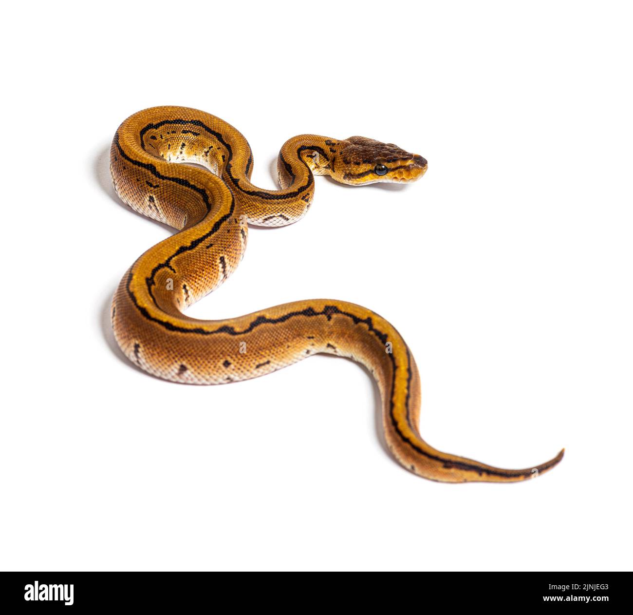 Python à bille à fines rayures, python regius, isolé sur blanc Banque D'Images