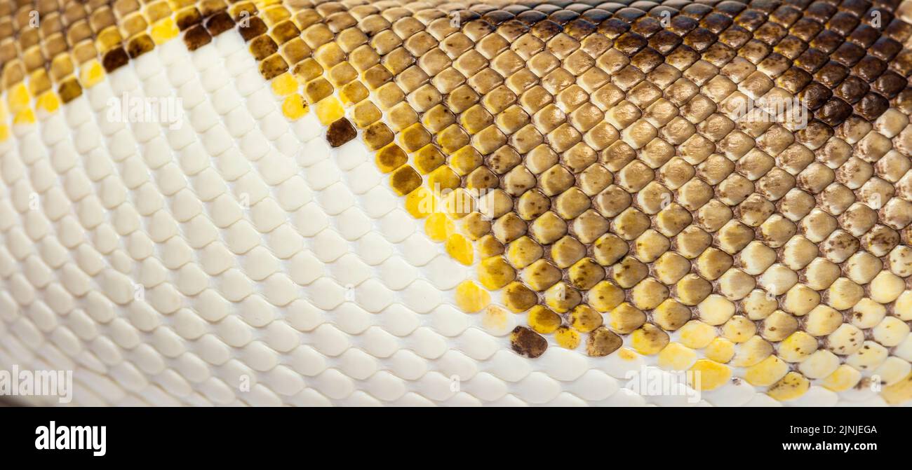 Balance gros plan de Piebald python regius Banque D'Images
