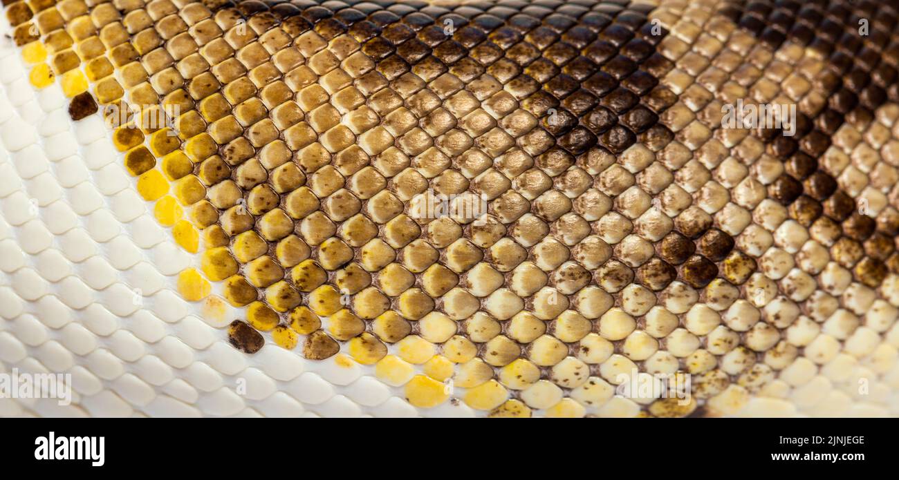 Balance gros plan de Piebald python regius Banque D'Images