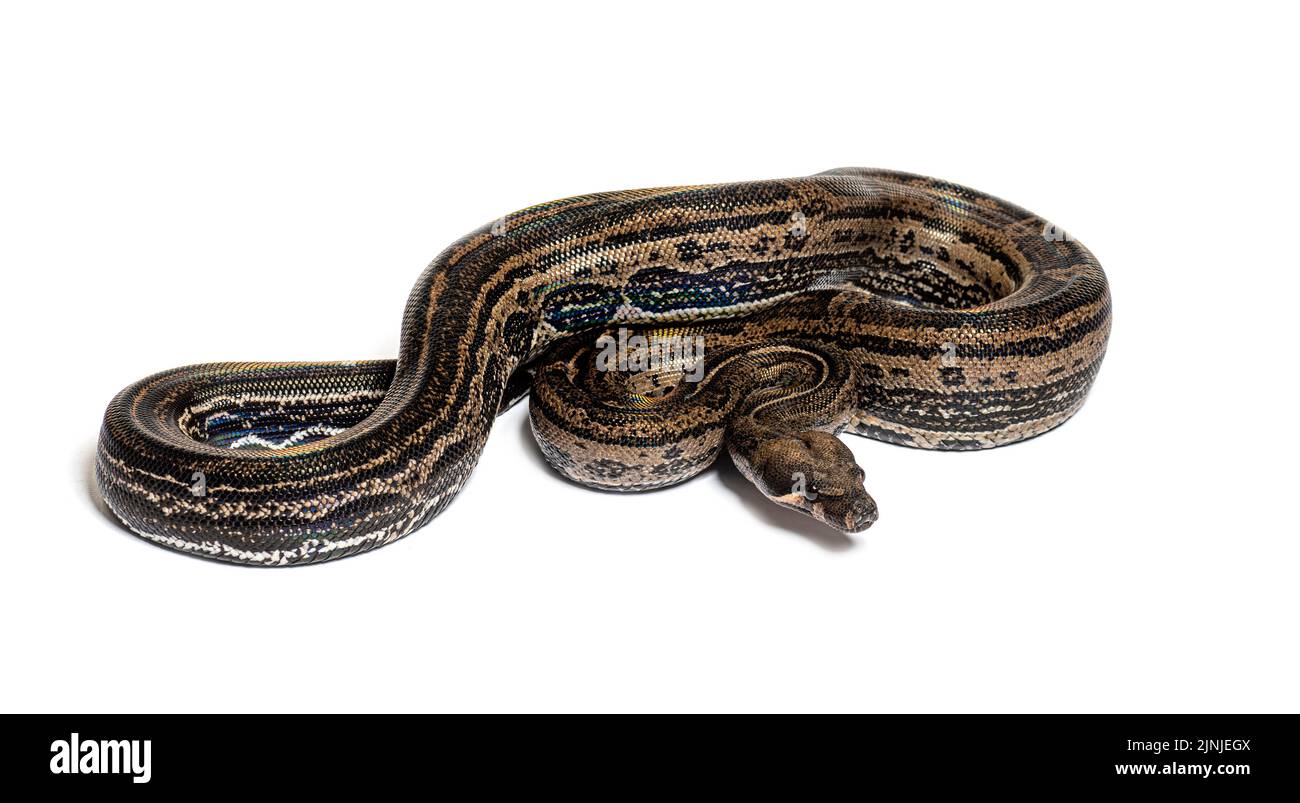 Boa constricteur léopard, isolé sur blanc Banque D'Images