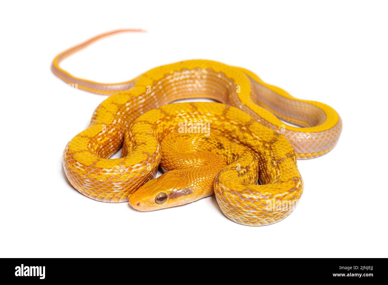 Albinos t+ serpent de rat de beauté, orthriophis taeniura taeniura, isolé sur blanc Banque D'Images