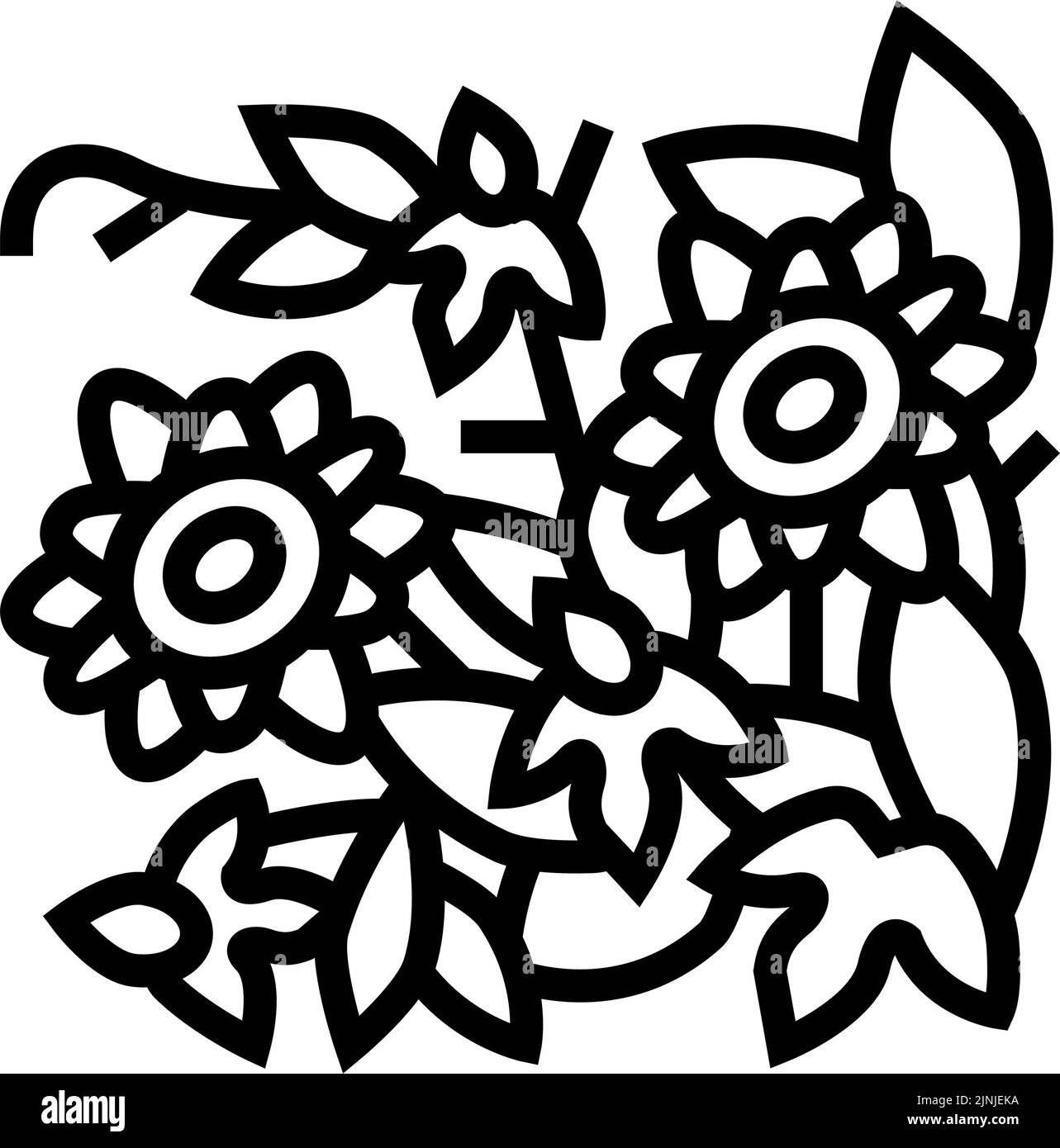 illustration vectorielle de la ligne de liana de fleurs de passiflora Illustration de Vecteur