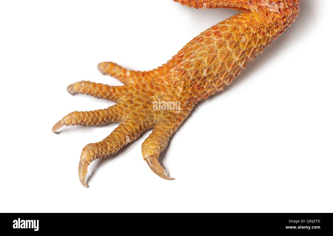 Jambes et pieds d'un Pogona super extremm rouge super transparent Banque D'Images
