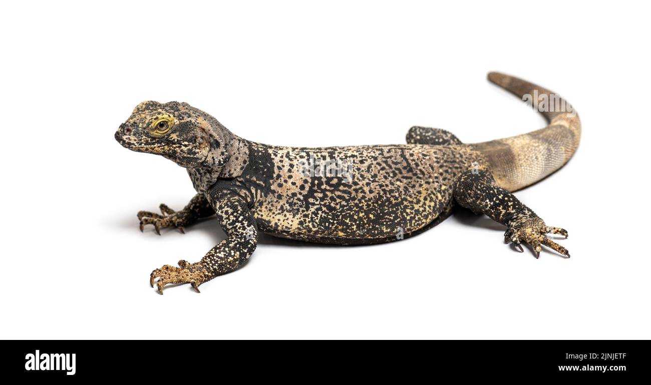 Sauromalus ater - chuckwalla commun, espèce d'iguana, isolé sur blanc Banque D'Images