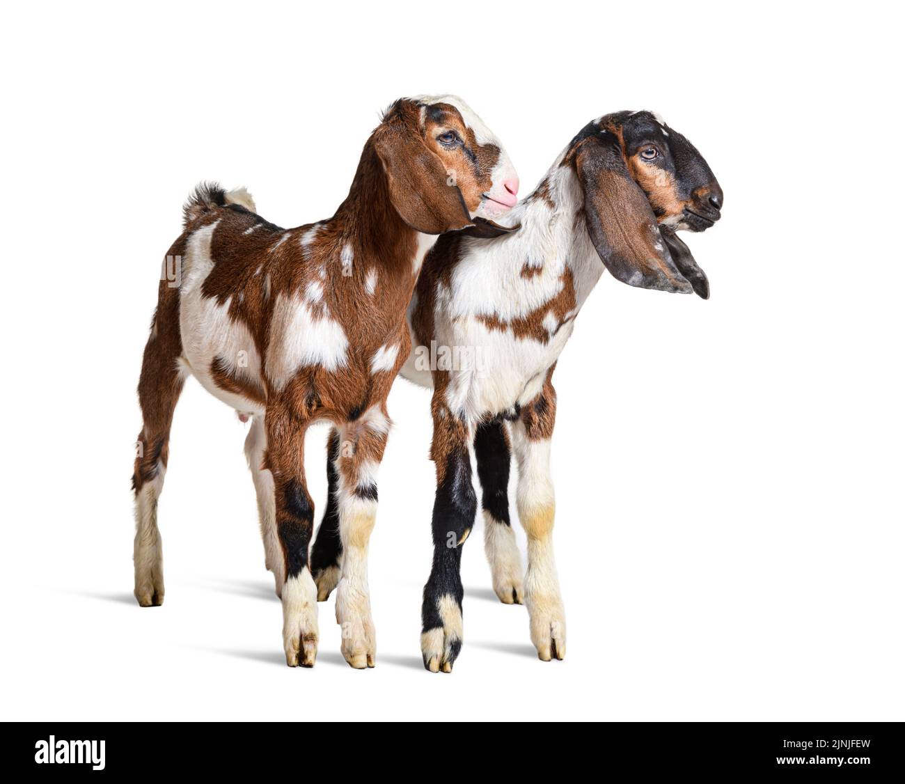 Deux chèvres anglo-nubiennes, isolées sur blanc Banque D'Images