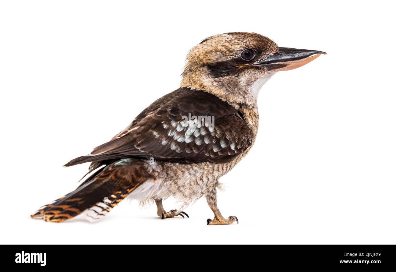 Kingfisher riant kookaburra, Dacelo novaeguineae, isolé sur blanc Banque D'Images