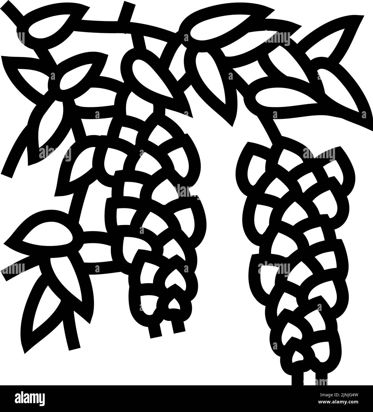 illustration du vecteur de l'icône de la ligne wisteria liana Illustration de Vecteur