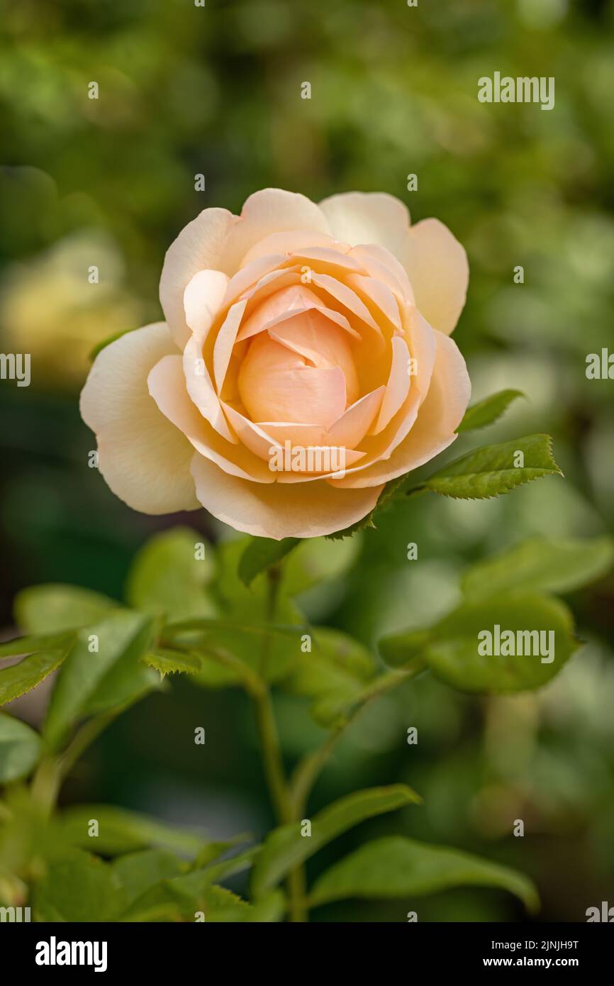 Gros plan d'une rose grimpant à l'abricot appelée Rosa Wollerton Old Hall fleurit dans un jardin anglais. Une belle fleur de rose David Austin, Angleterre, Royaume-Uni Banque D'Images