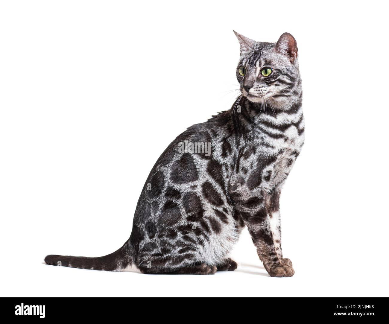Chat Bengale assis et regardant en arrière, isolé sur blanc Banque D'Images