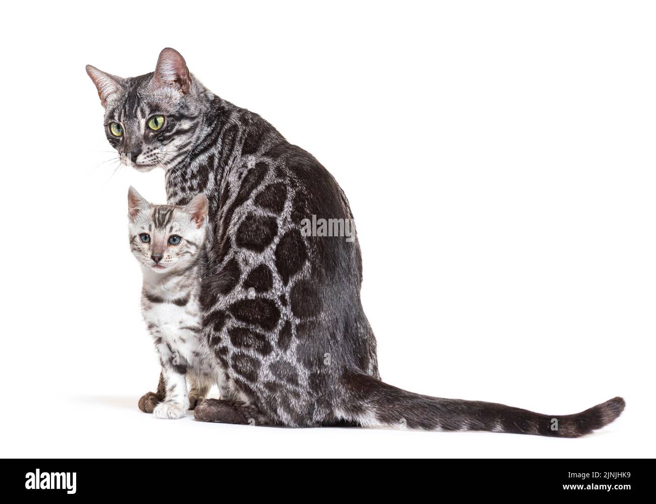 Mère et son chaton argent bengale chat, isolé sur blanc Banque D'Images