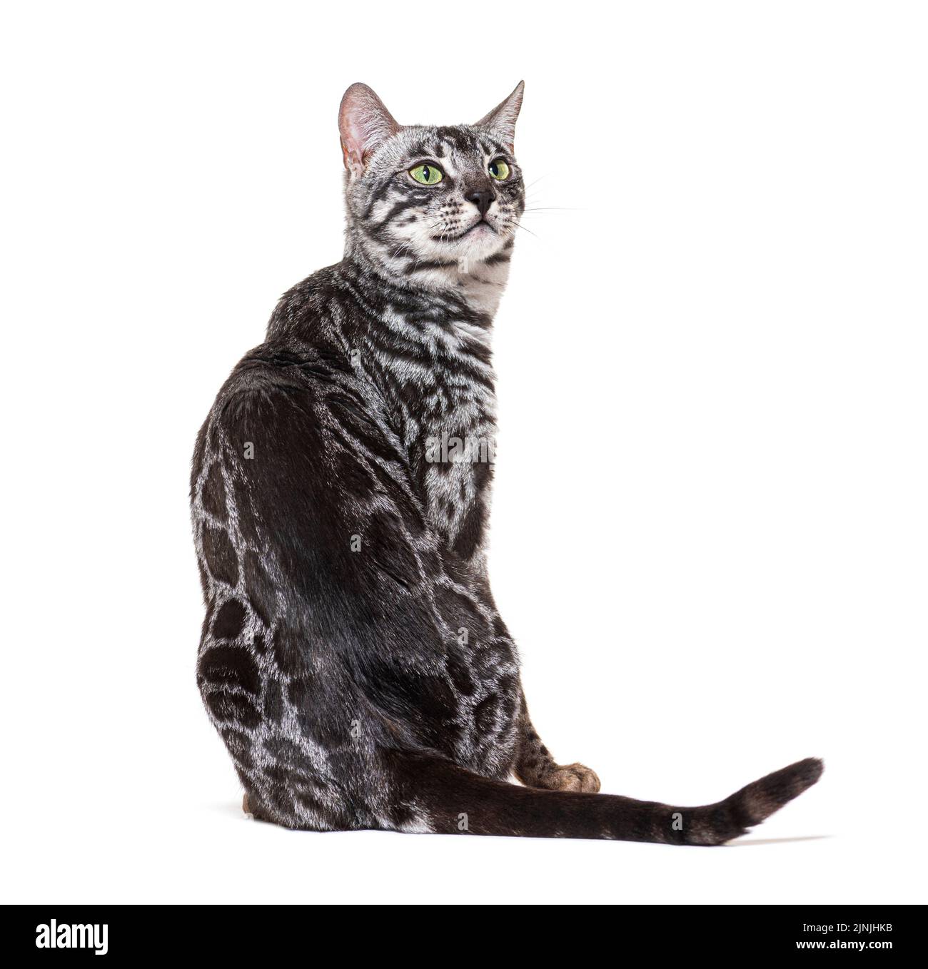 Vue Bakc sur un chat Bengale gris regardant vers le haut, isolé sur blanc Banque D'Images