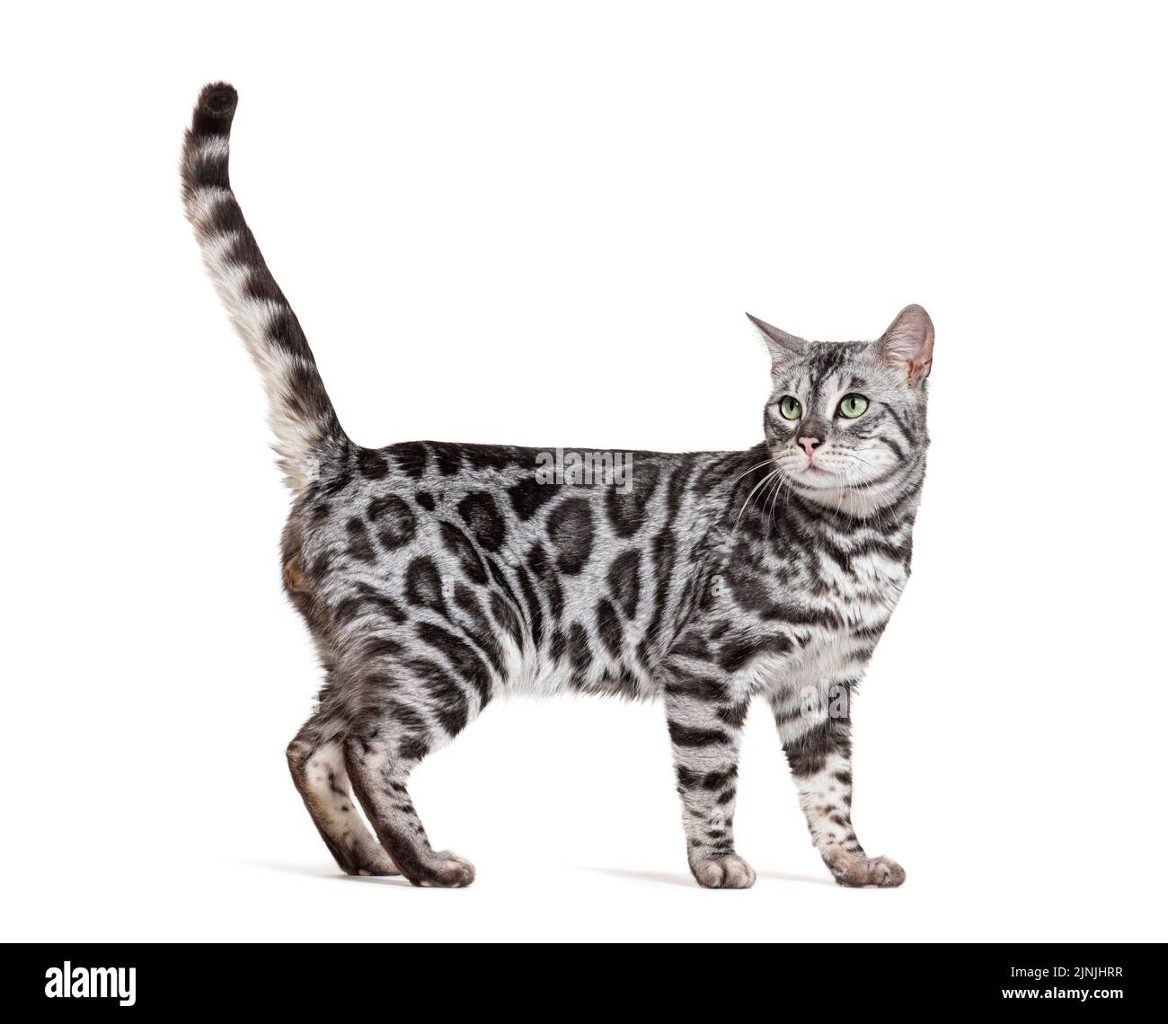 Vue latérale d'un chat bengale argenté se tenant debout, isolé sur blanc Banque D'Images