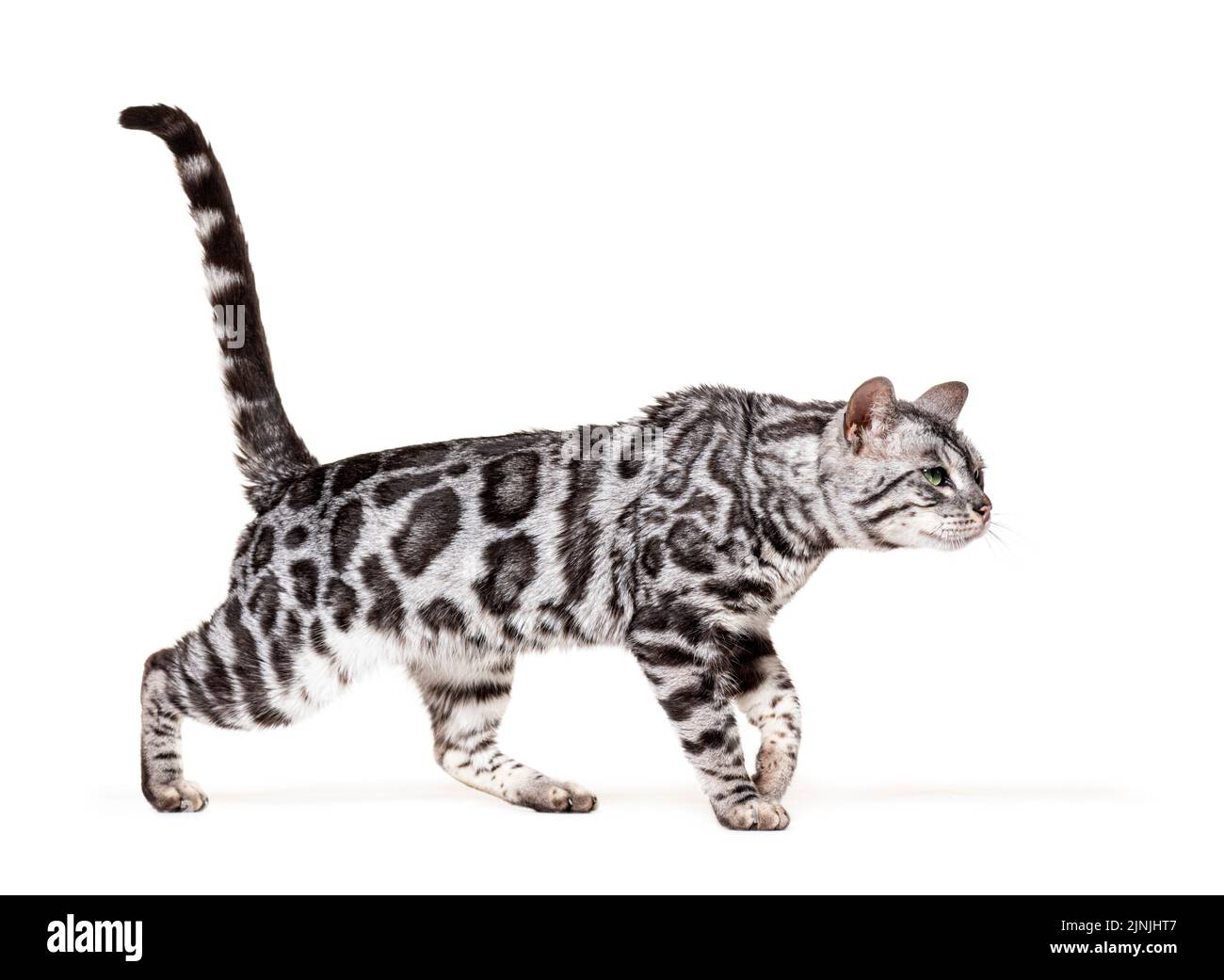 Vue arrière d'un chaton de chat Bengale, isolé sur blanc Banque D'Images