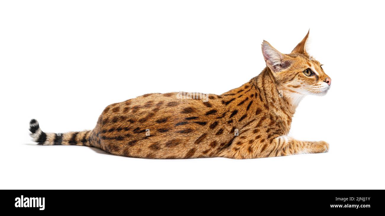 Savannah F1 Cat couché, isolé sur blanc Banque D'Images