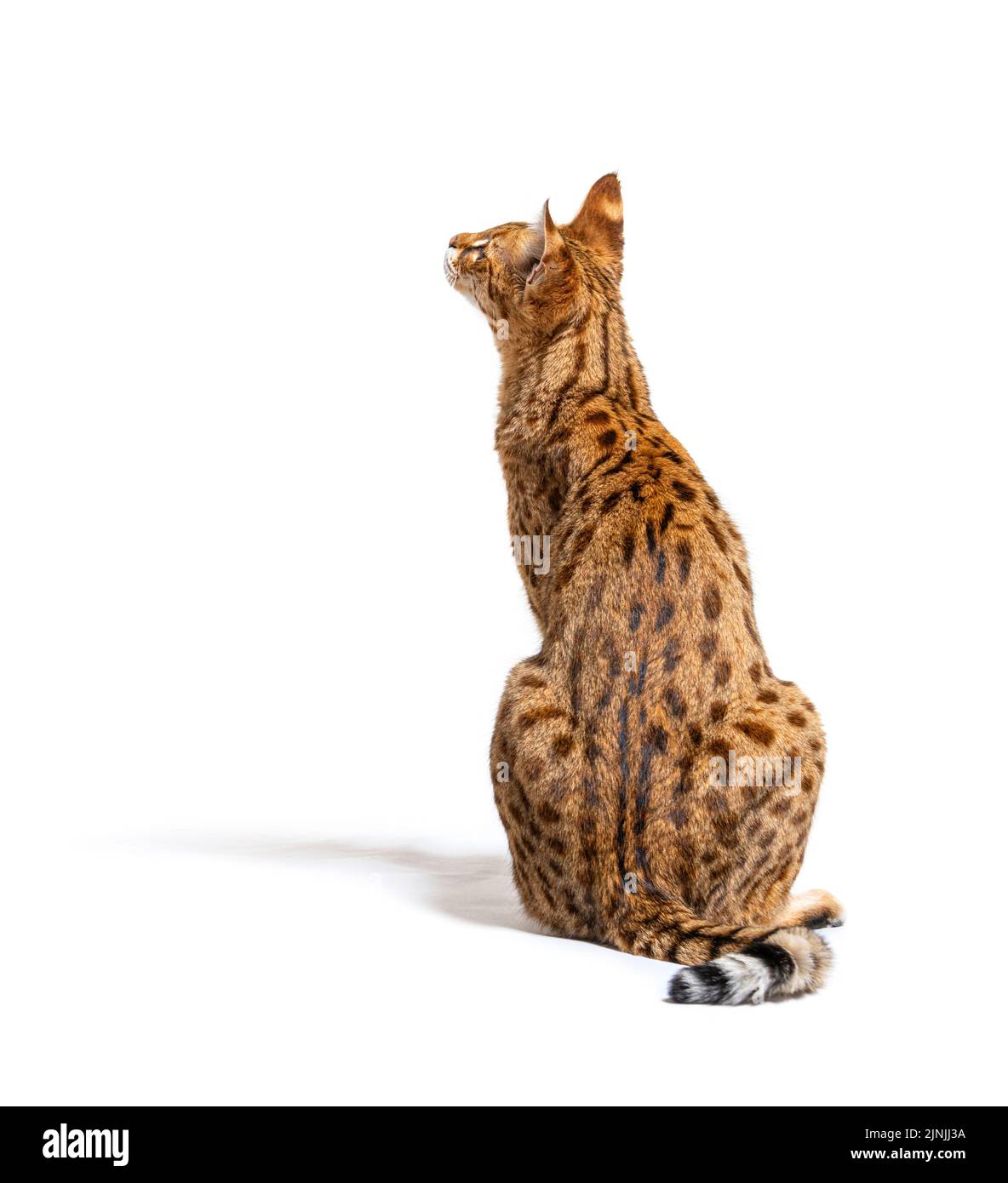 Savannah F1 Cat, est un croisement hybride de chat entre un serval et un chat domestique, isolé sur blanc Banque D'Images