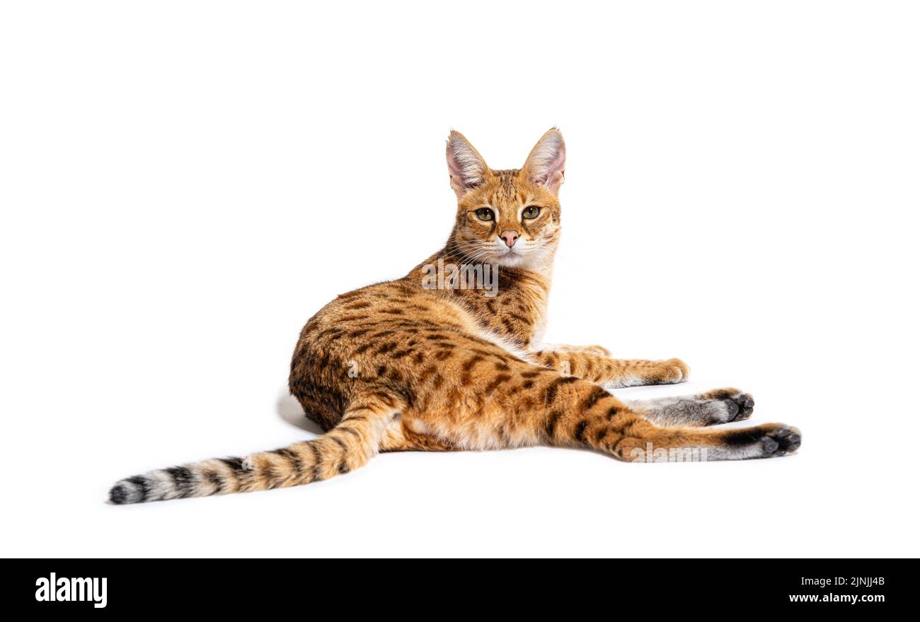 Savannah F1 Cat couché, isolé sur blanc Banque D'Images