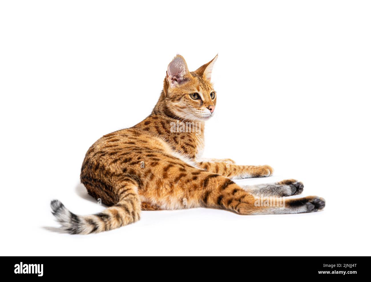 Savannah F1 Cat couché, isolé sur blanc Banque D'Images