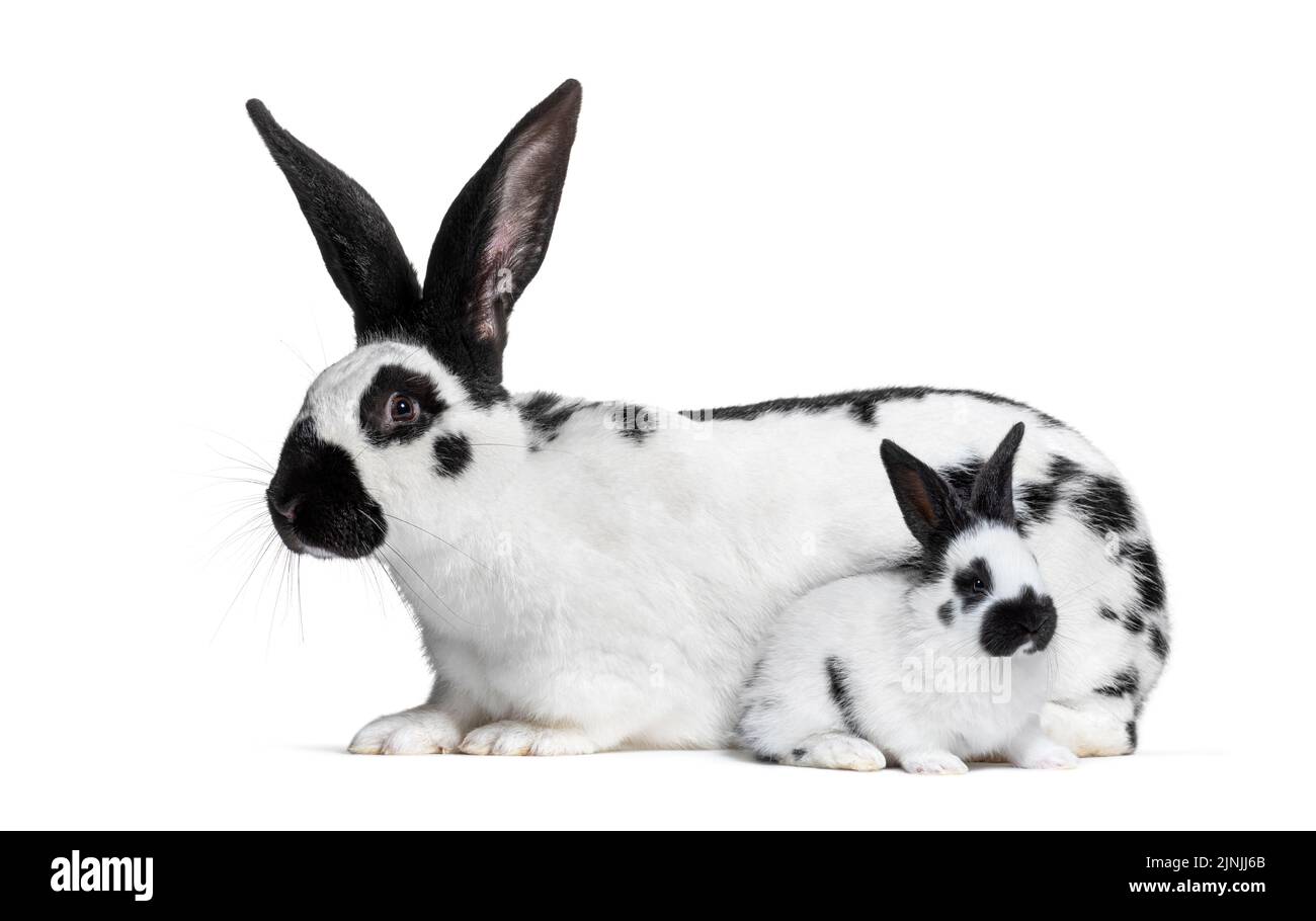 Bebe Lapin Banque D Images Detourees Alamy