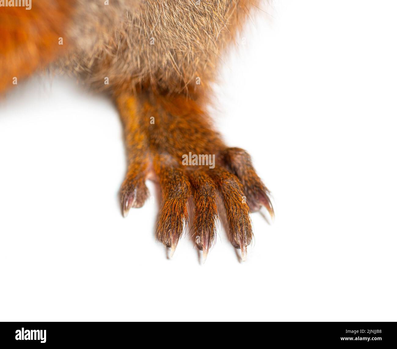 Gros plan de la main et des doigts d'un écureuil rouge eurasien, sciurus vulgaris, âgé d'un an, isolé sur blanc Banque D'Images