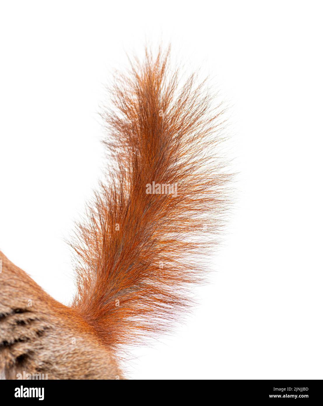 Gros plan d'une queue d'écureuil rouge eurasienne, sciurus vulgaris, âgée d'un an, isolée sur blanc Banque D'Images
