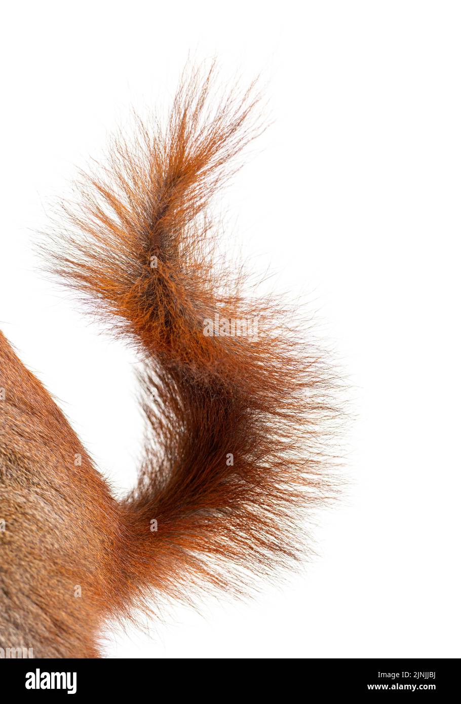 Gros plan d'une queue d'écureuil rouge eurasienne, sciurus vulgaris, âgée d'un an, isolée sur blanc Banque D'Images
