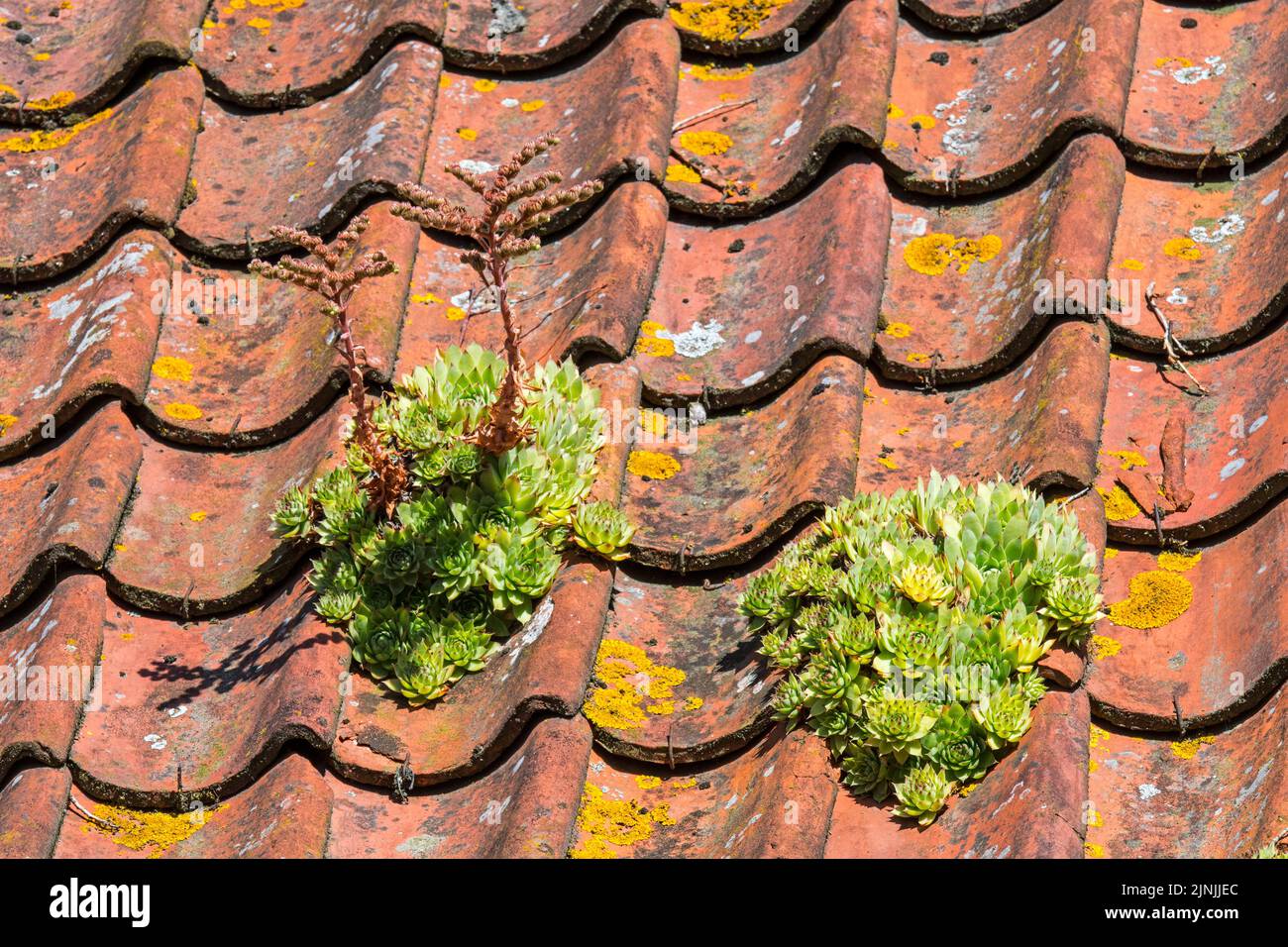 Houseleek commun (Sempervivum tectorum) croissant sur le toit de maison ancienne avec tuiles rouges de toiture, traditionnellement pour protéger les bâtiments contre les coups de foudre Banque D'Images