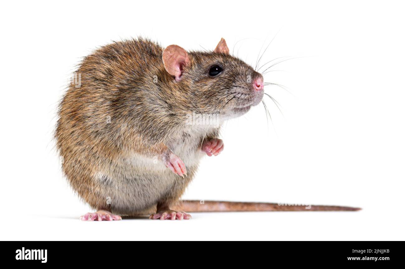 Vue latérale d'un rat brun faisant face à la caméra sur ses pattes arrière, Rattus norvegicus, isolé Banque D'Images