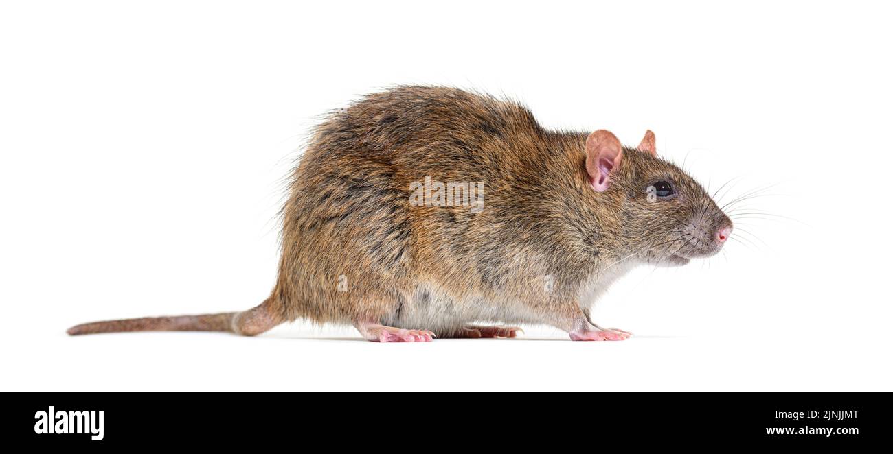 Vue latérale d'un rat brun, Rattus norvegicus, isolé Banque D'Images