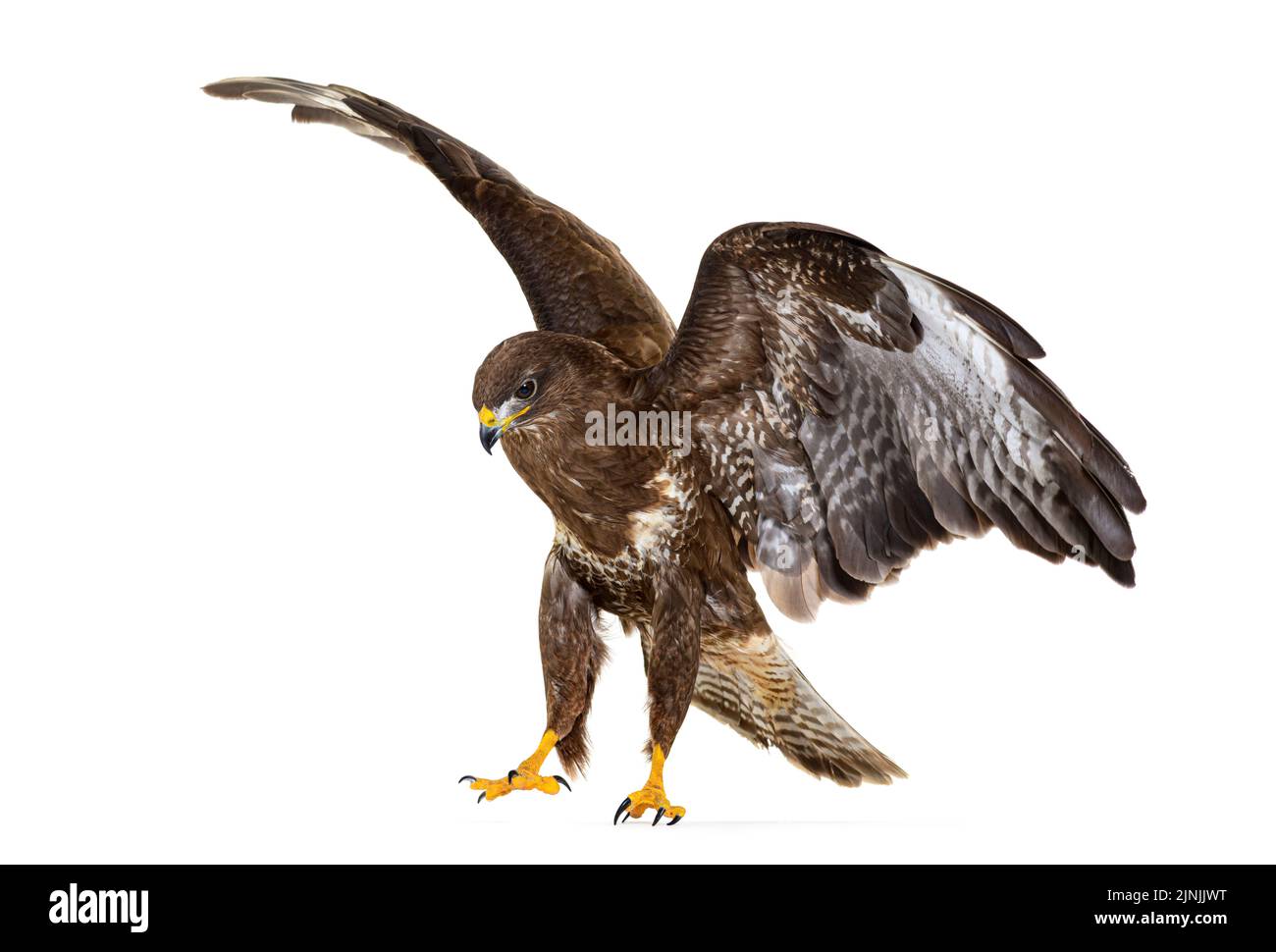 Les ailes communes de décollage de bourdonnement se répandent, Buteo buteo; isolé sur blanc Banque D'Images