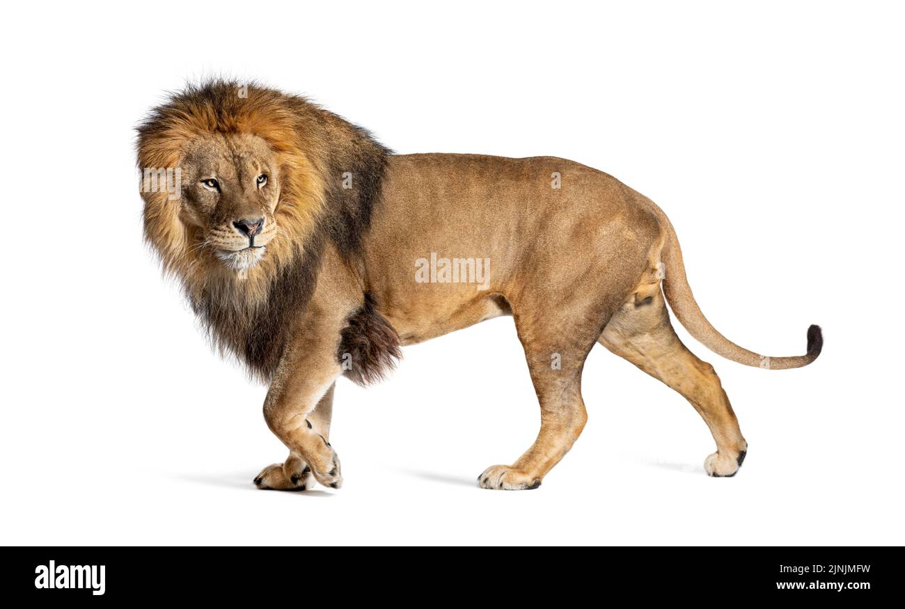 Vue latérale d'un lion adulte mâle à pied et en regardant vers l'arrière, Panthera leo, isolé sur blanc Banque D'Images