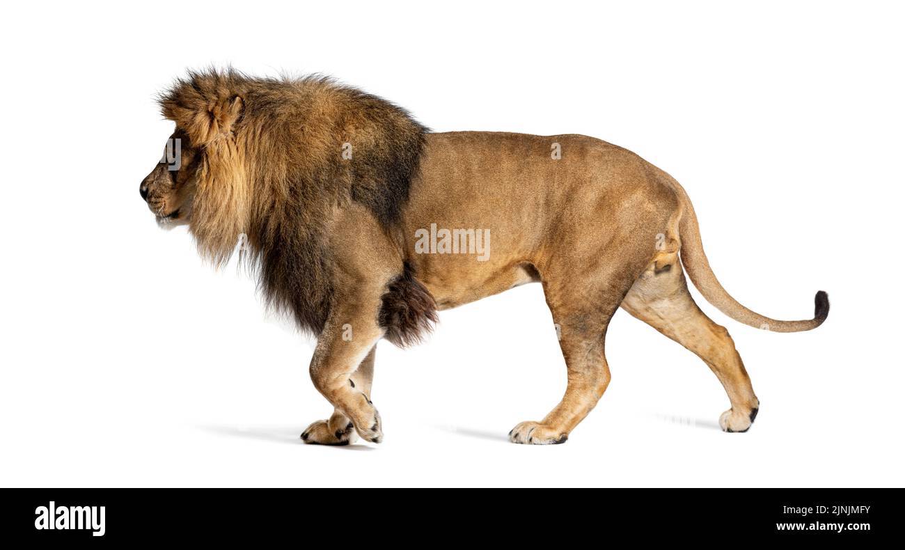 Vue latérale d'un lion adulte mâle à pied, Panthera leo, isolé sur blanc Banque D'Images