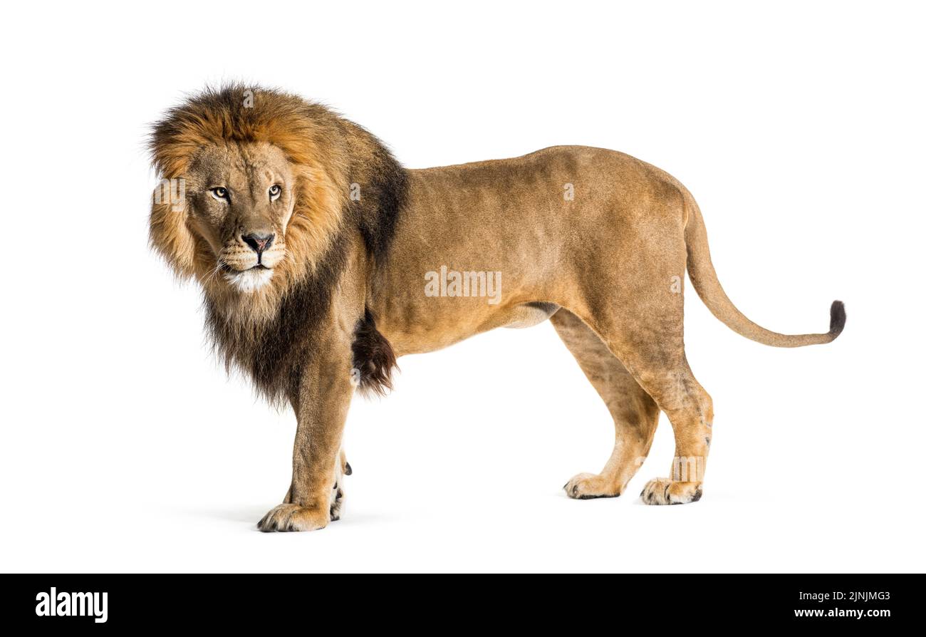 Vue latérale d'un lion adulte masculin avec vue sur le dos, Panthera leo, isolé sur blanc Banque D'Images