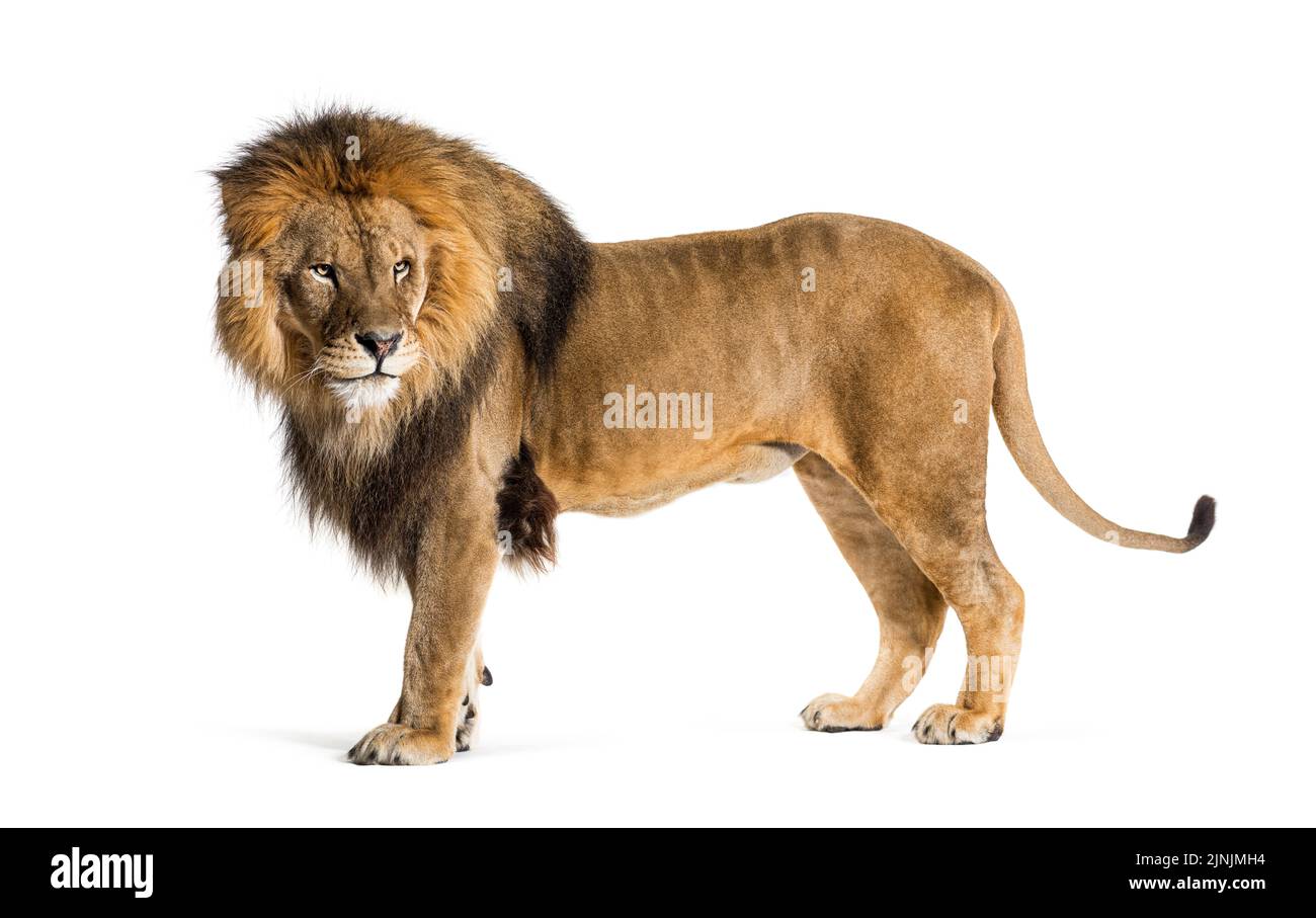Vue latérale d'un lion adulte masculin avec vue sur le dos, Panthera leo, isolé sur blanc Banque D'Images