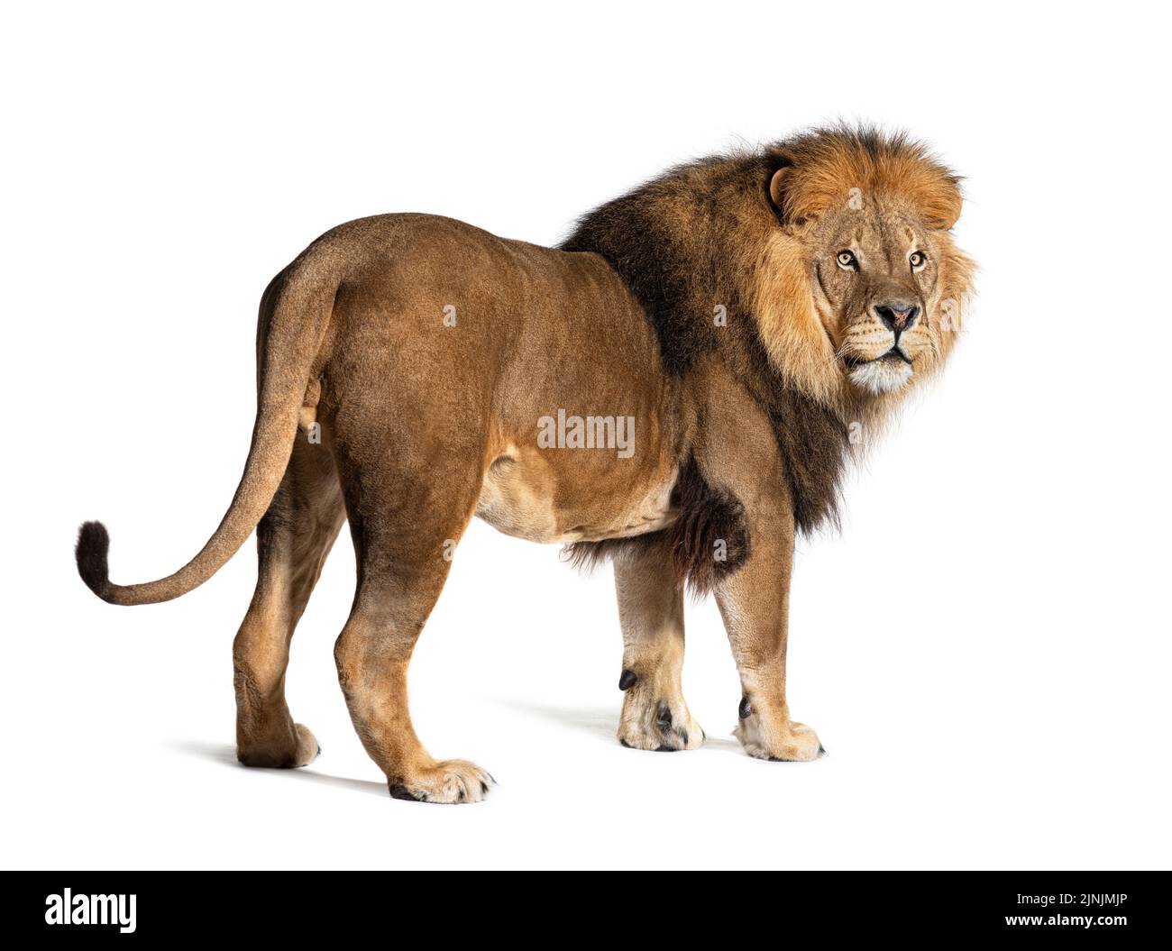 Vue arrière sur un lion de sexe masculin, isolé sur blanc Banque D'Images
