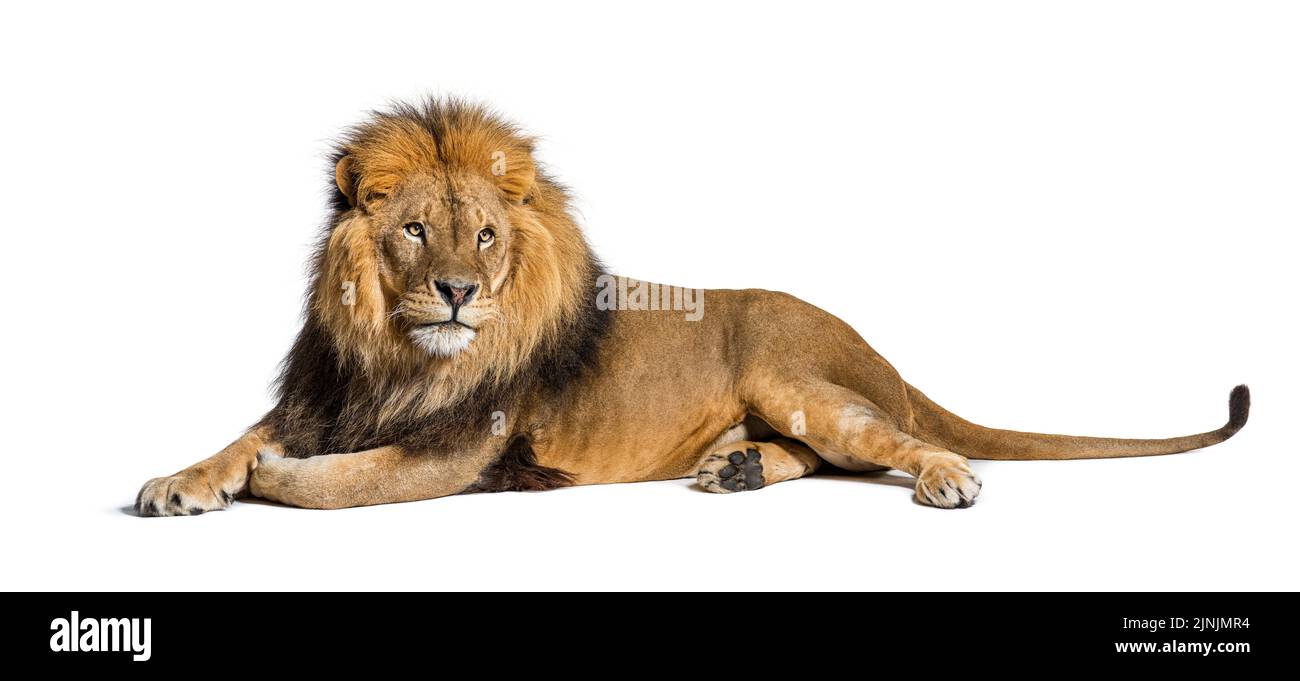 Lion adulte mâle couché, Panthera leo, isolé sur blanc Banque D'Images