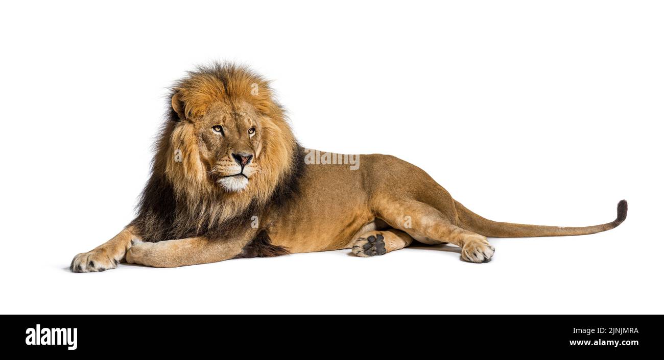 Lion adulte mâle couché, Panthera leo, isolé sur blanc Banque D'Images