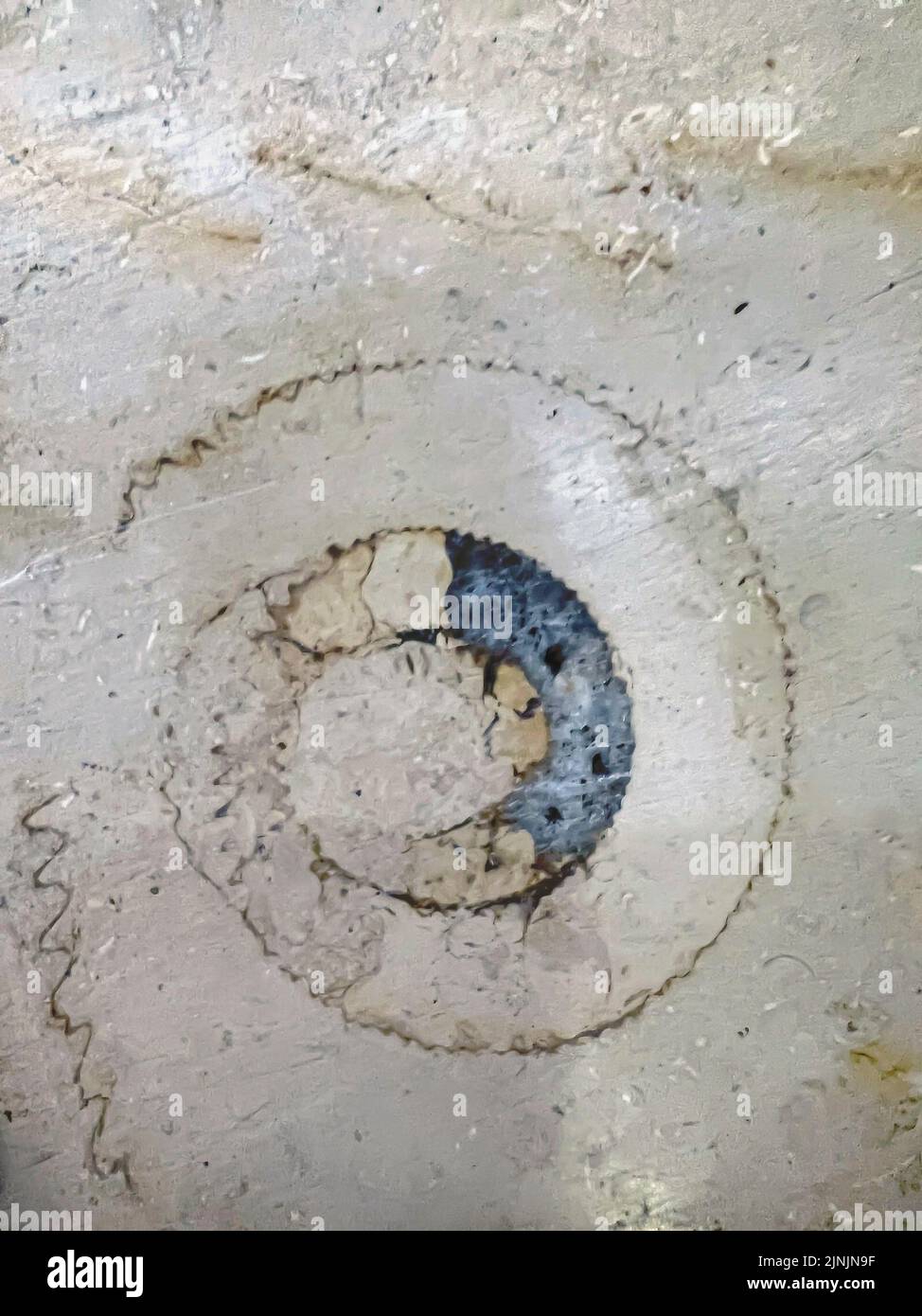 ammonites (Ammonoidea), Ammonites in Floor, Solnhofen Limestone, Jurassique tardif, Allemagne Banque D'Images