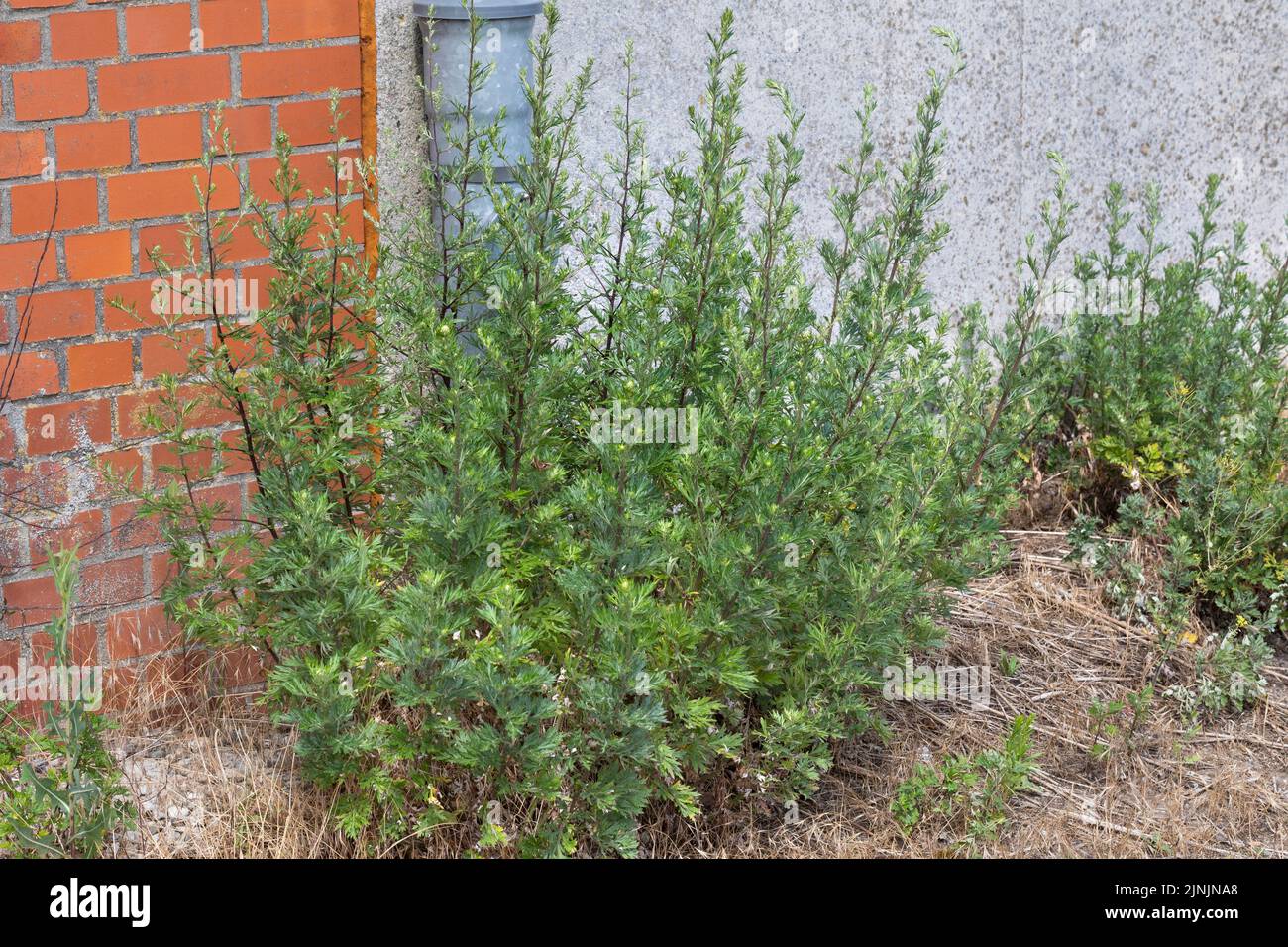 L'Armoise commune, commune de grande absinthe (Artemisia vulgaris), la floraison, Allemagne Banque D'Images