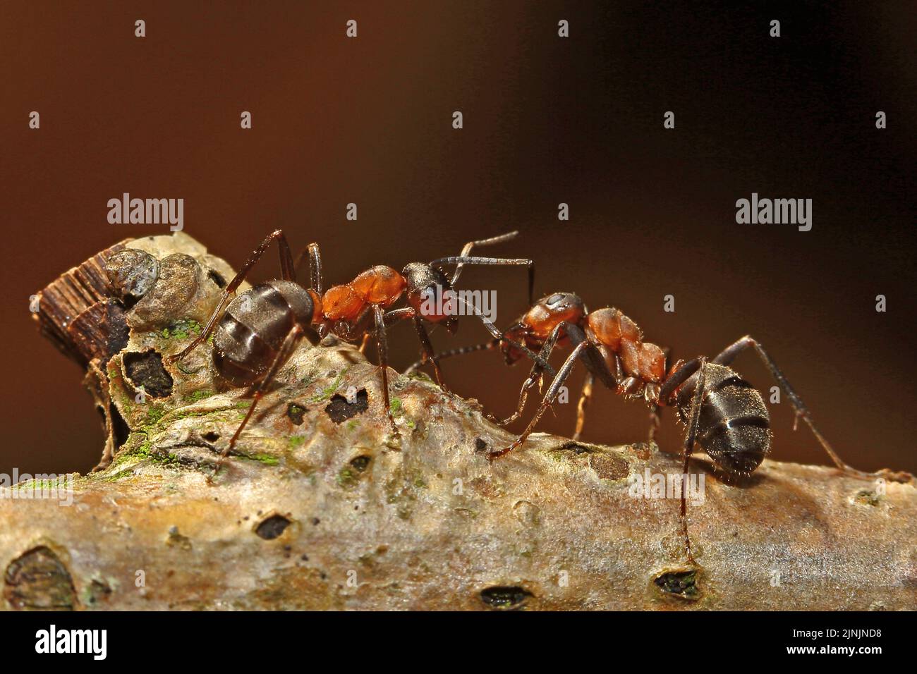 Fourmis de bois (F. rufa oder F. polyctena), deux fourmis de bois sur une branche, Allemagne Banque D'Images