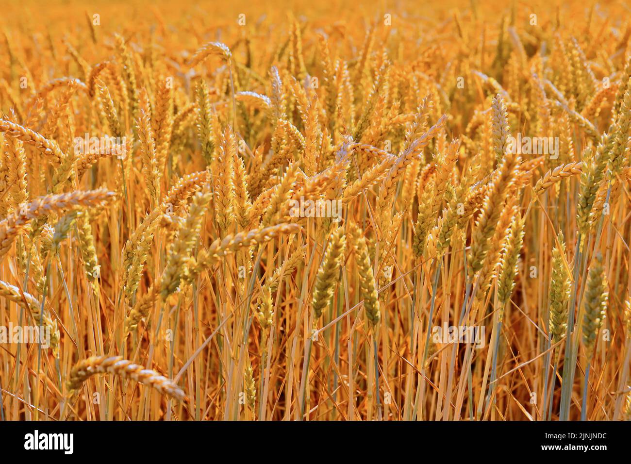 Blé tendre, blé cultivé (Triticum aestivum), champ de blé mûr, Allemagne Banque D'Images