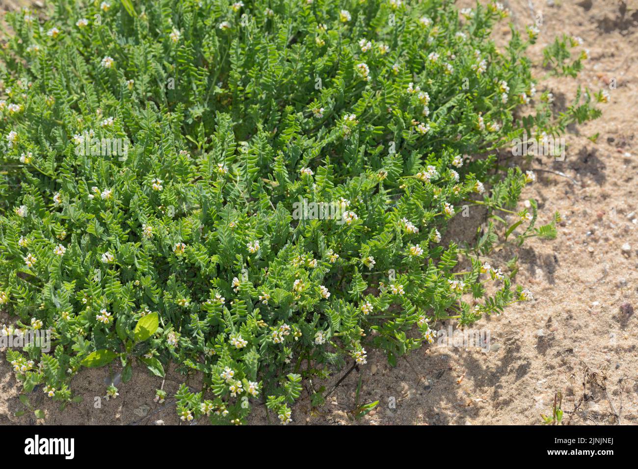 Petit pied d'oiseau blanc (Ornithopus perpusillus), floraison, Allemagne Banque D'Images