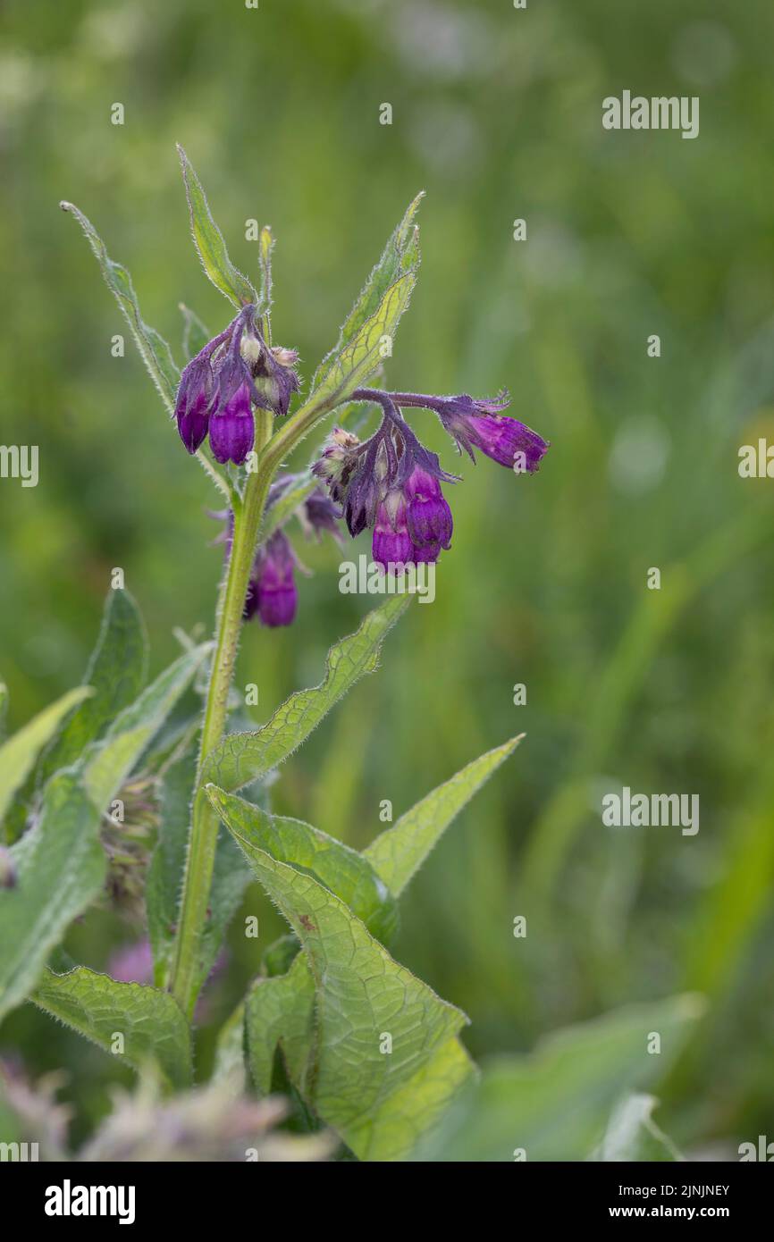 Symphytum officinale Consoude (commune), la floraison, Allemagne Banque D'Images