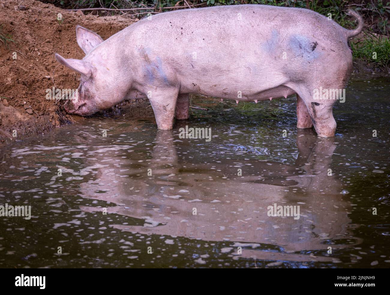 Vellahn, Allemagne. 08th août 2022. Les porcs sauvés d'une installation de reproduction se trouvent dans une allow sur les vastes terres de la « Terre des animaux ». Actuellement, environ 180 animaux vivent sur le site d'environ 13 hectares. Les animaux viennent, par exemple, de l'élevage d'animaux de ferme ou de personnes privées qui ont été submergées par les soins. La ferme financée par des dons a été construite depuis 2014 sur un ancien site de l'Armée populaire nationale du RDA (ANV). Credit: Jens Büttner/dpa/Alay Live News Banque D'Images