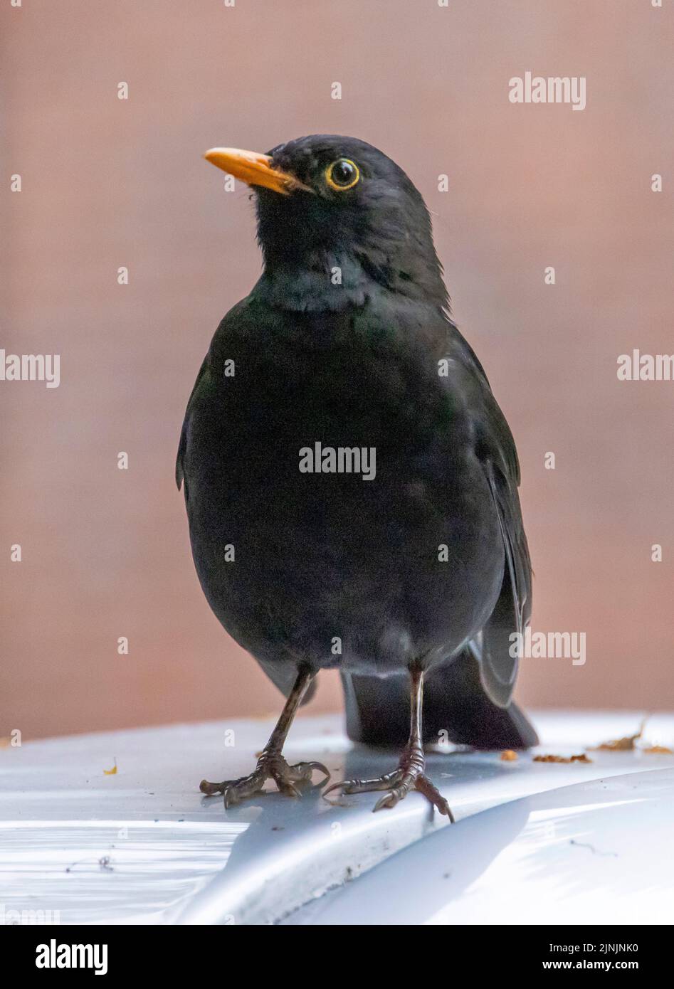 blackbird (Turdus merula), homme sur le dessus de voiture, Allemagne Banque D'Images