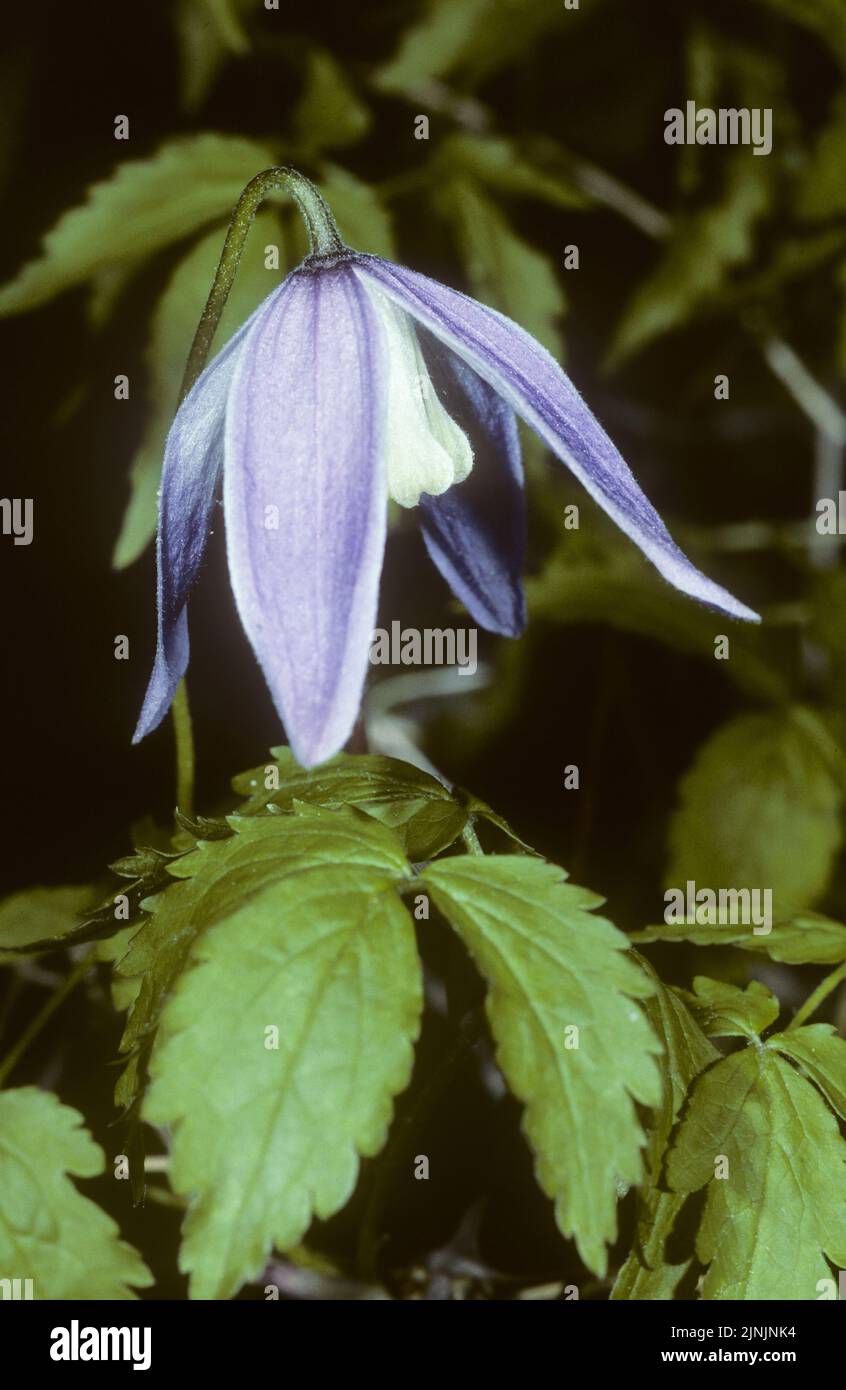 Clématite (Clematis alpina alpine), fleur, Allemagne Banque D'Images
